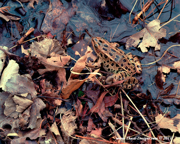 "First Frog of Spring" by Peter Tkacz, received honorable mention in the color category, at the 2011 Downriver Council for the Arts Photography Exhibit. "First Frog of Spring" by Peter Tkacz, Honorable Mention Winer.