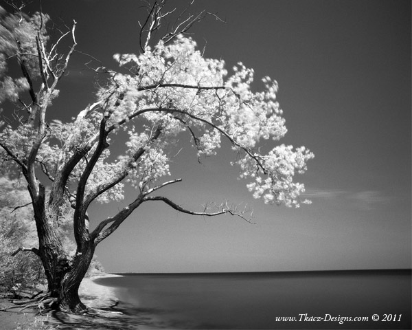 "Old Tree by the Lake" by Peter Tkacz, was 2nd Place Back and White winner, at the 2013 - 18th Annual Juried Photography Exhibition, Padzieski Art Gallery. "Old Tree by the Lake" by Peter Tkacz, 2nd Place Black and White Winner.